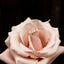 One & Only Ring
